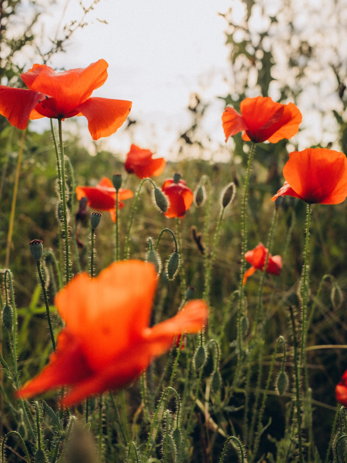 Små bider fra fortidens kamerarulle, der husker os på hvad fremtiden bringer 🌞 Sommeren der altid kommer igen! 

#sommerferie #summer #photographer #fotograf #bestmemoriesever